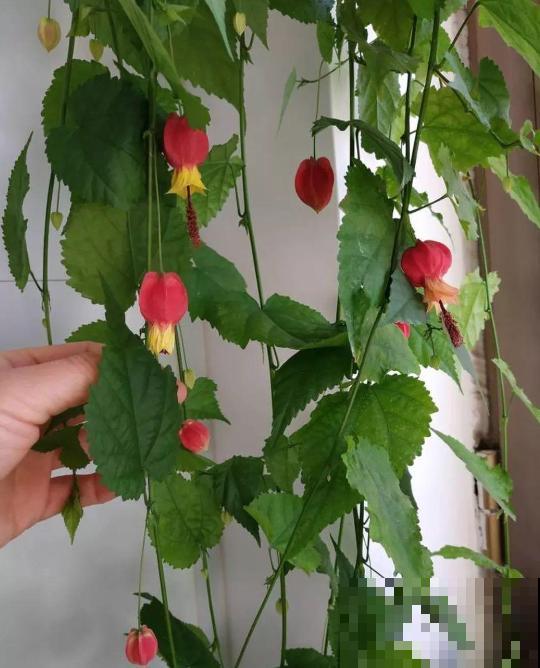 家里养盆蔓性风铃花，掌握4点养护技巧，全年花开不间断！