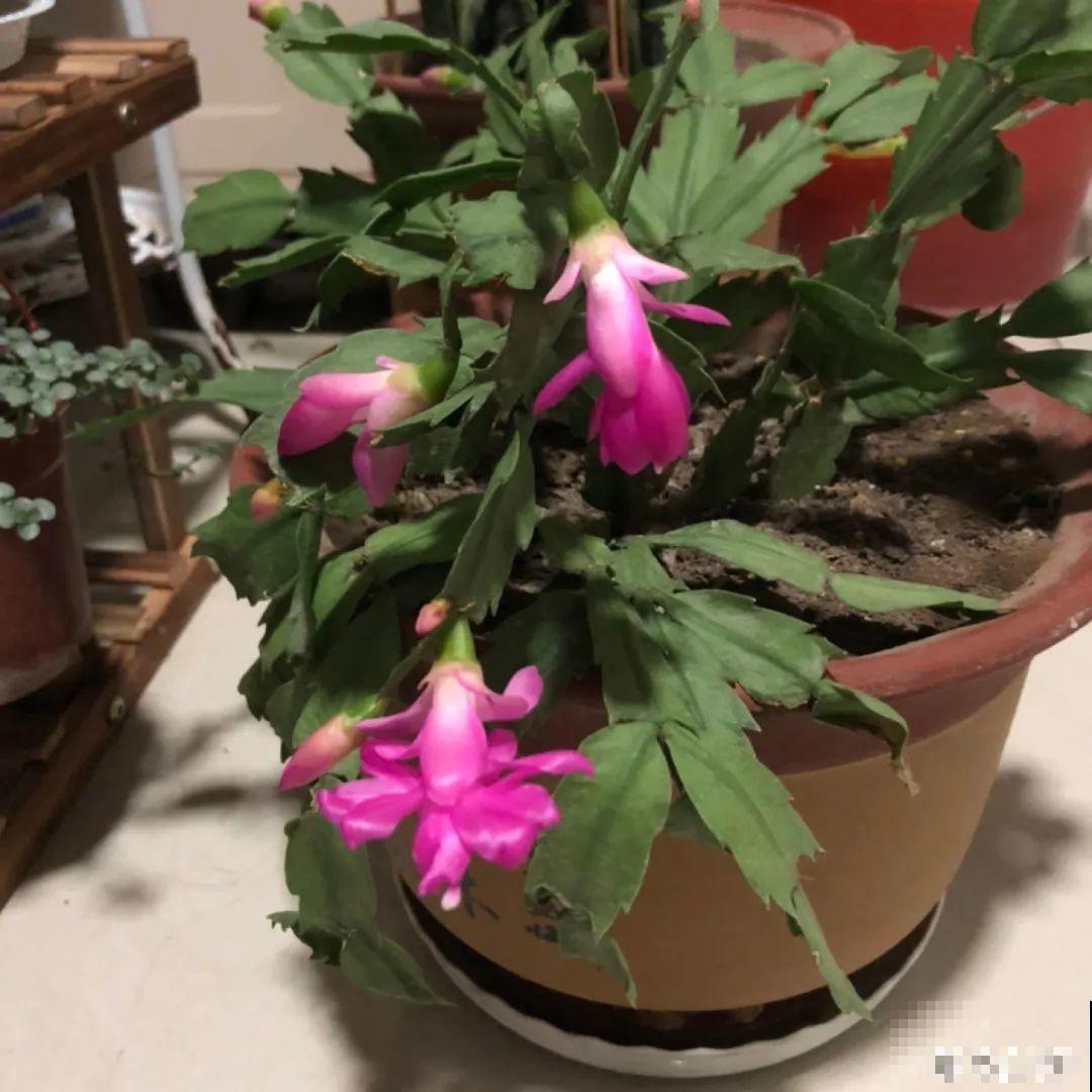 3月是给花剃头的好时机,现在狠心剪,下月就开花 3月是给花剃头的好时机,现在狠心剪,下月就开花