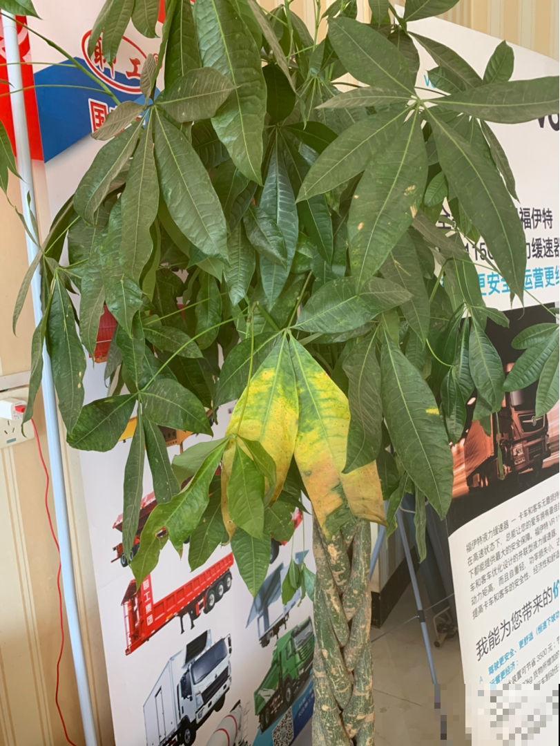 植物土壤黄叶，不光是没浇水导致的，要分情况解决