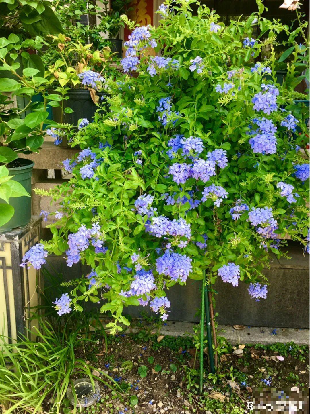 梦想有个院子，养花弄草，过舒心日子！