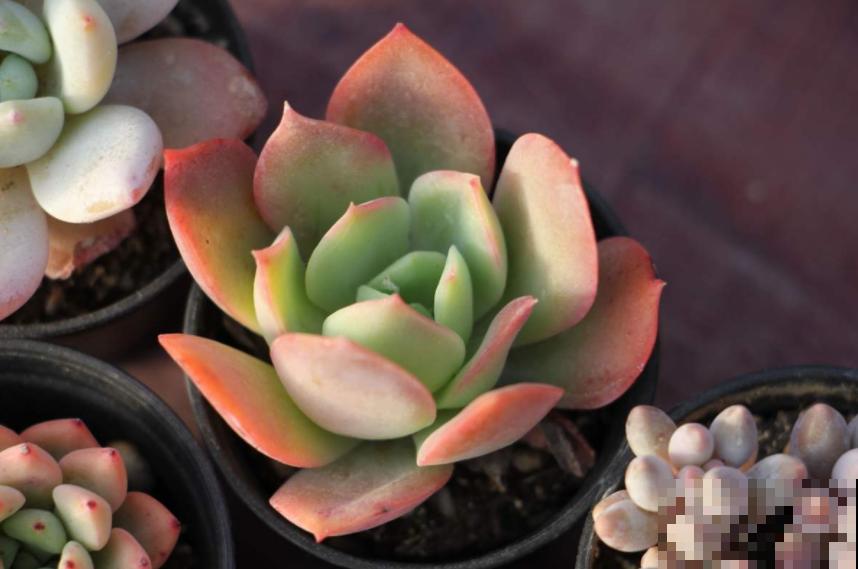 买多肉的3个“雷区”,新手一踩一个准,需谨慎! 买多肉的3个“雷区”,新手一踩一个准,需谨慎!