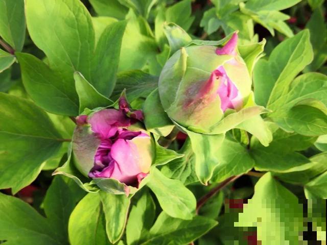 带花芽的枝条不能修剪，未来全是花苞，一剪就亏了