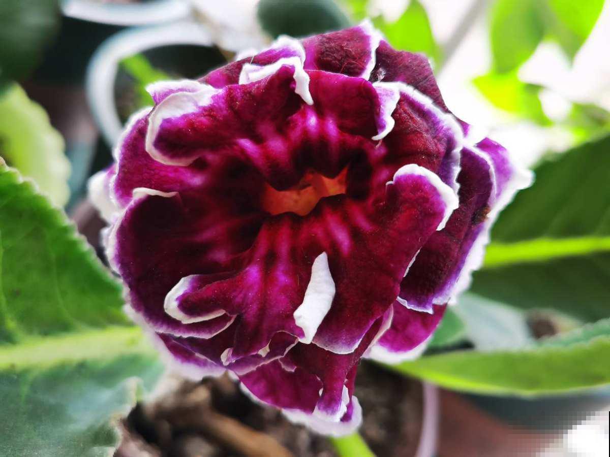 养花最不爱做的3件事，有没有一样的花友？