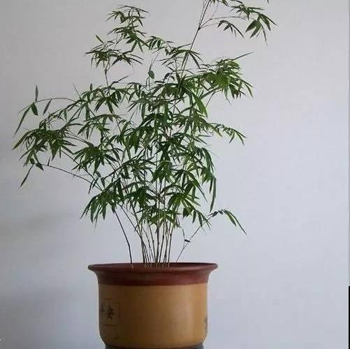 家里不能养竹子？最适合摆在桌子上的竹子，比花还好看！