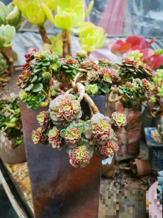 一盆君子兰，居然能卖10万块，真值钱！