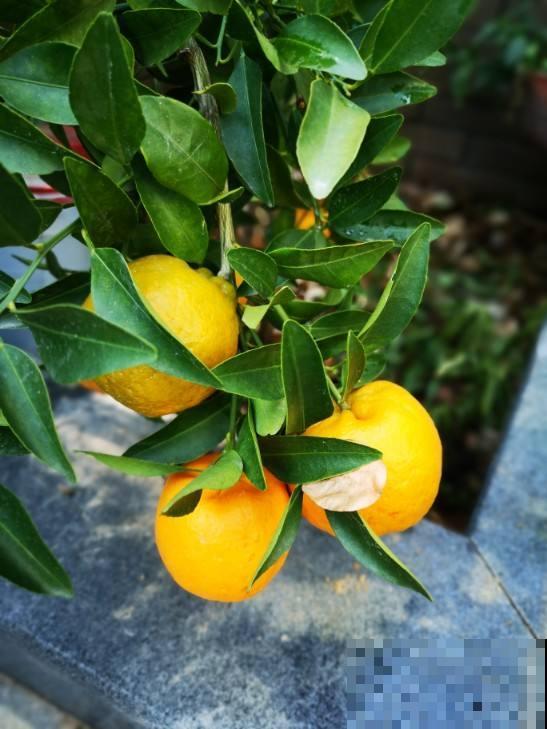 好桔子要学会挑，记住3个挑桔子要点，个个都好吃