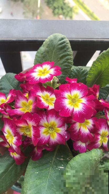 小面积的南窗台，养这6种花，一个春天就爆花