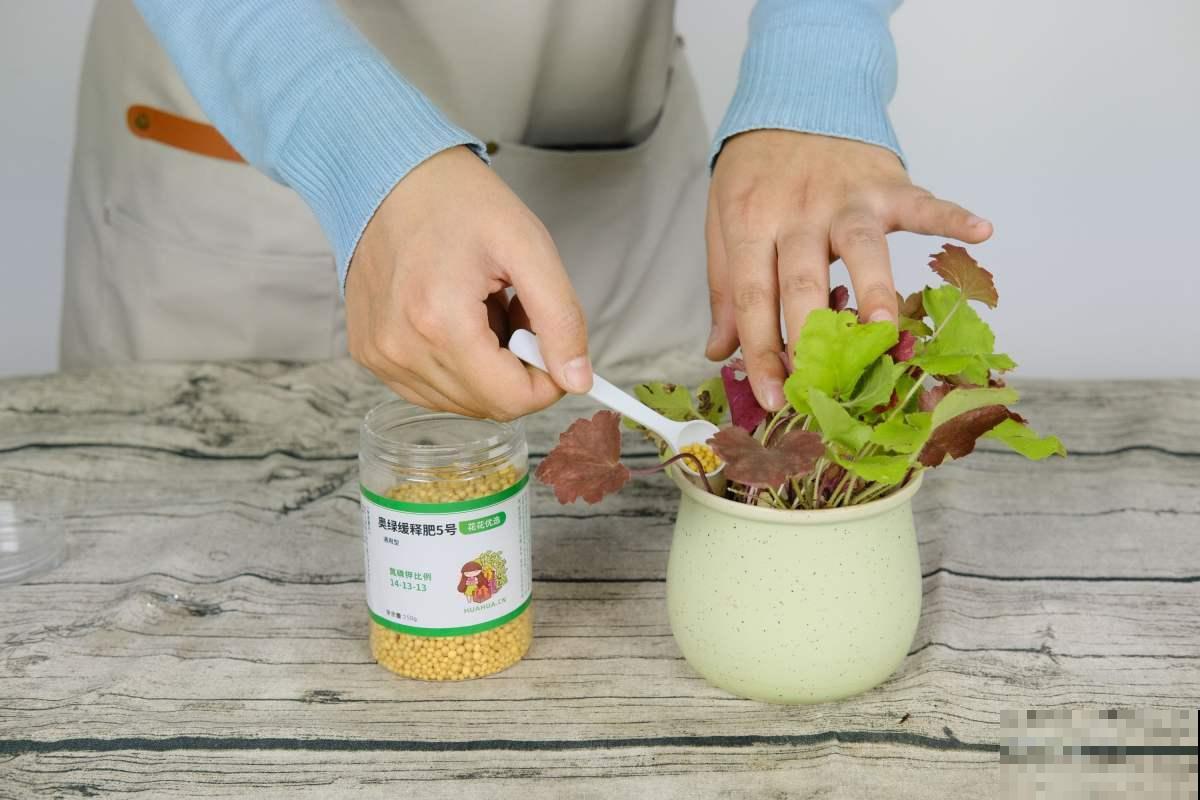 还在赏花吗？这种植物叶子比花还美，冬天颜值也超高！