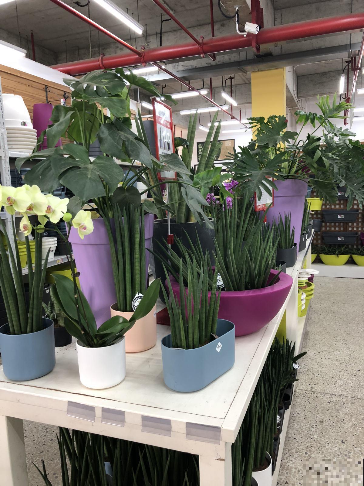 不会养虎皮兰？看看这4点，越长越茂密！