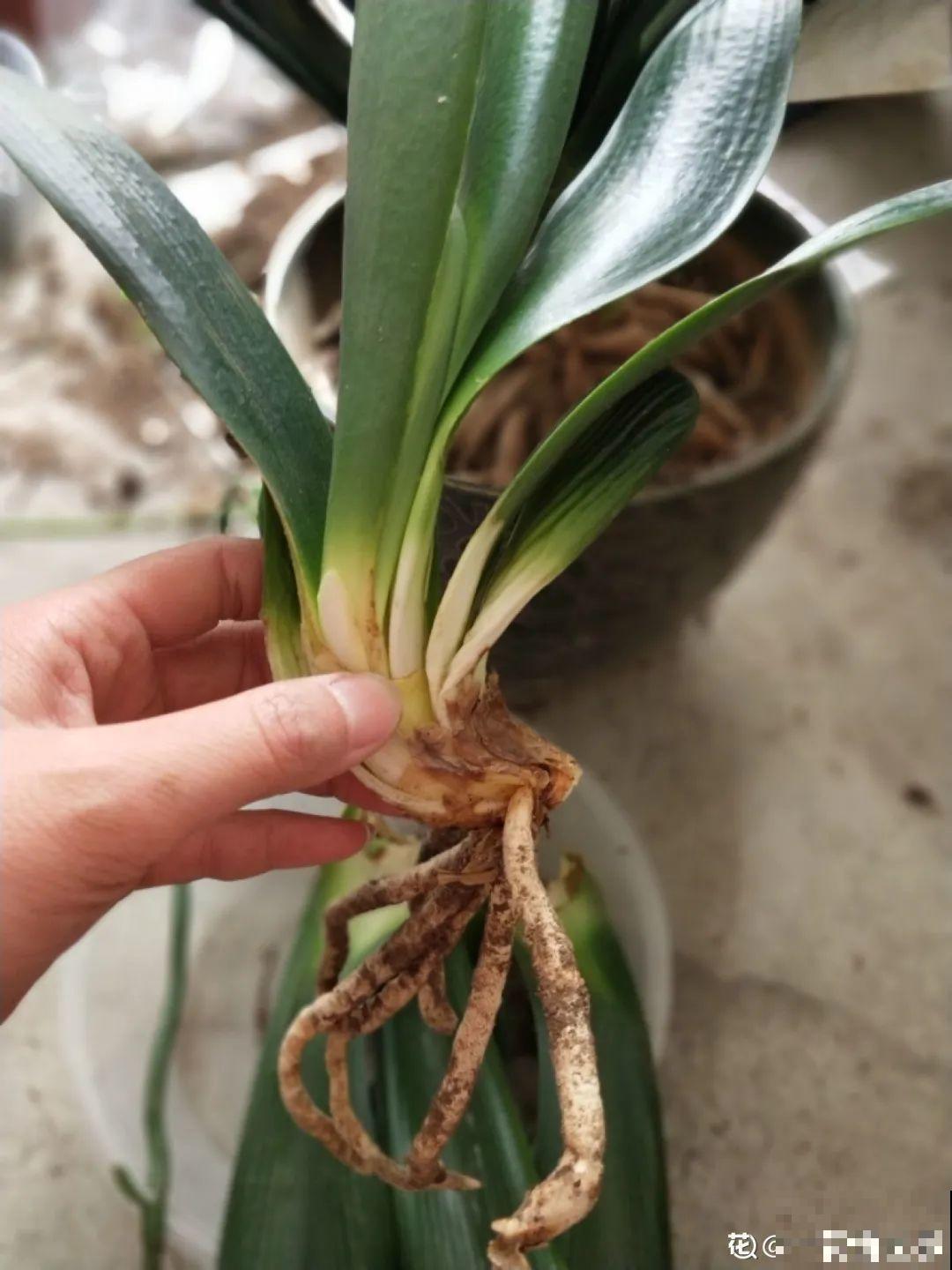 春天给花分株，1盆变成多盆，很快爆盆