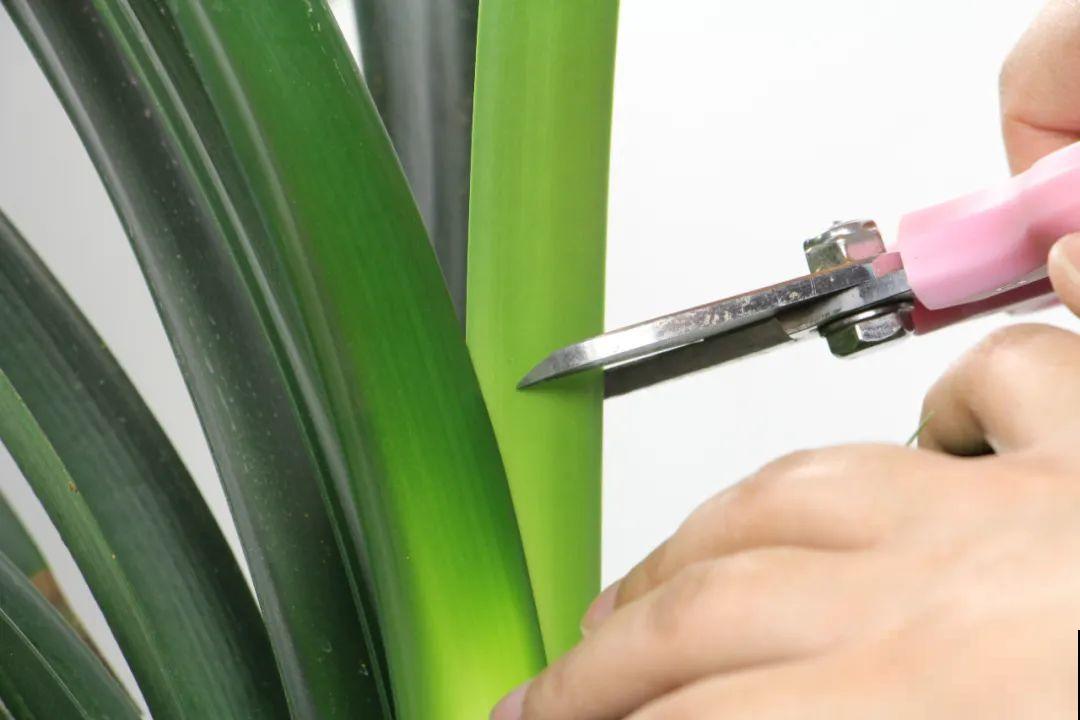 7种花，现在绝对不能剪，剪了一年不开花！