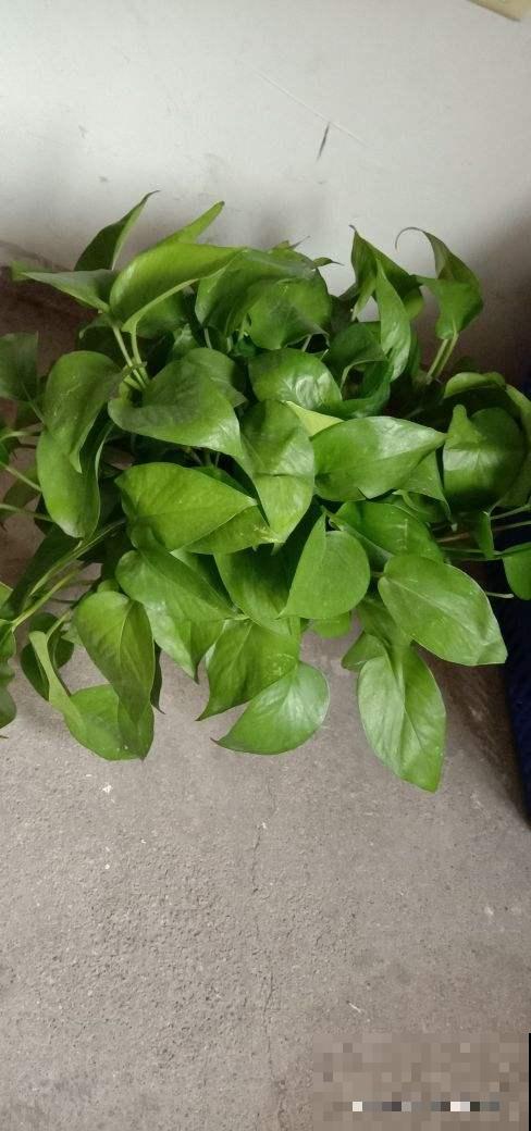 耐阴花也分“等级”，要根据植物自身特点养护，不然容易黄叶烂根
