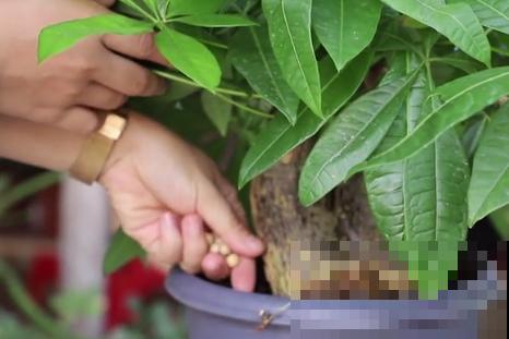 养护发财树,一定要做好这4点,才能枝繁叶茂! 养护发财树,一定要做好这4点,才能枝繁叶茂!