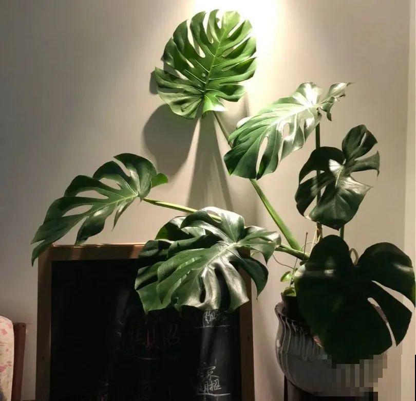 5度以下,常见的21种花必须断水,不然都烂根了 5度以下,常见的21种花必须断水,不然都烂根了