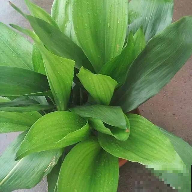 蜘蛛抱蛋这种花,长相清秀,一点也不吓人 蜘蛛抱蛋这种花,长相清秀,一点也不吓人