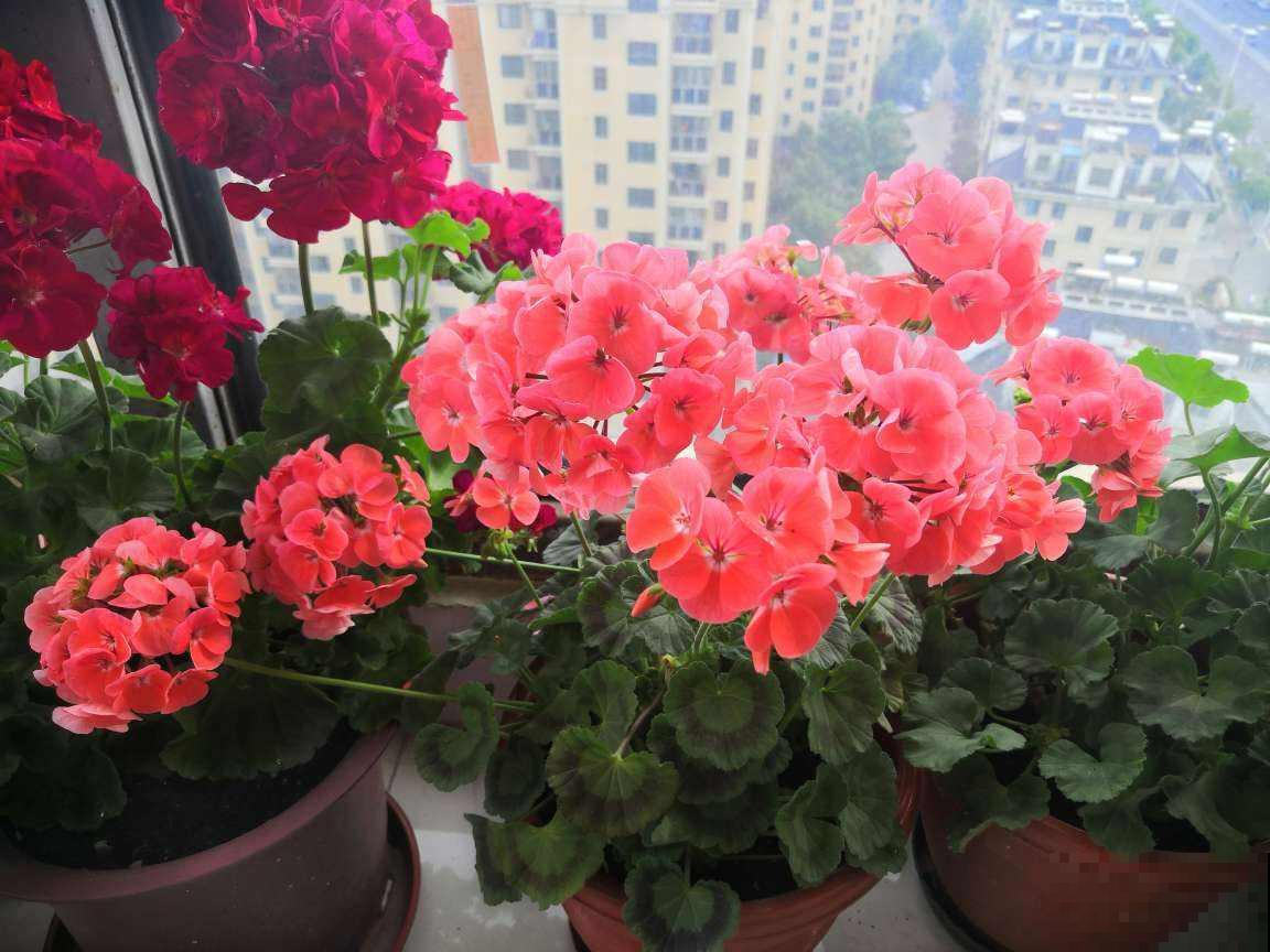 3种花就适合养满窗台，一开花犹如花海，满屋都是花！