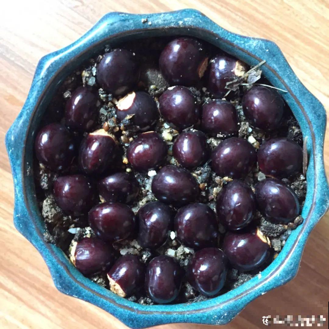 吃完的水果核别丢，扔土里长出小嫩芽，俩月长成新盆栽