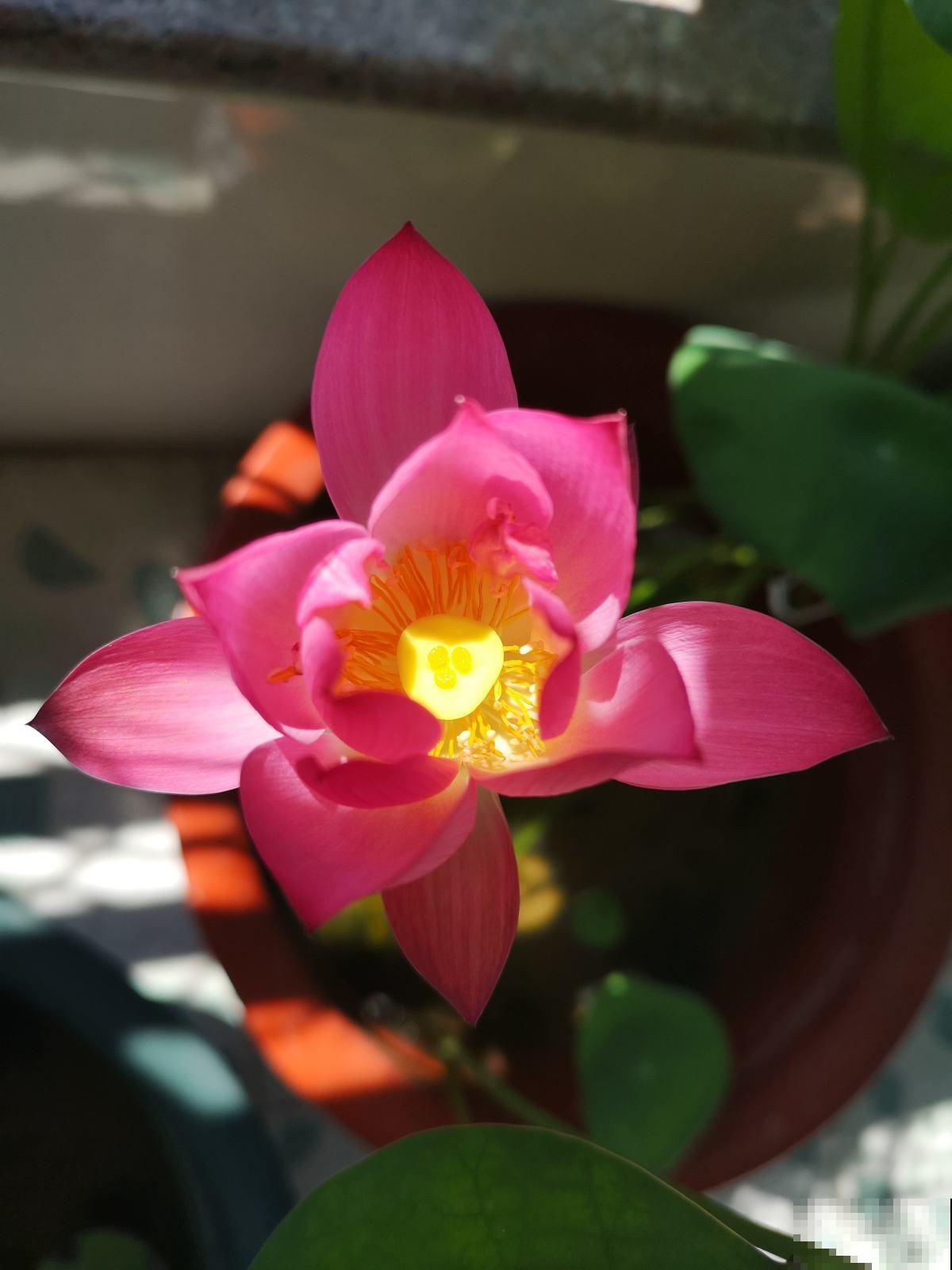 家里的小露台，养些喜欢的花，春天开成大花园