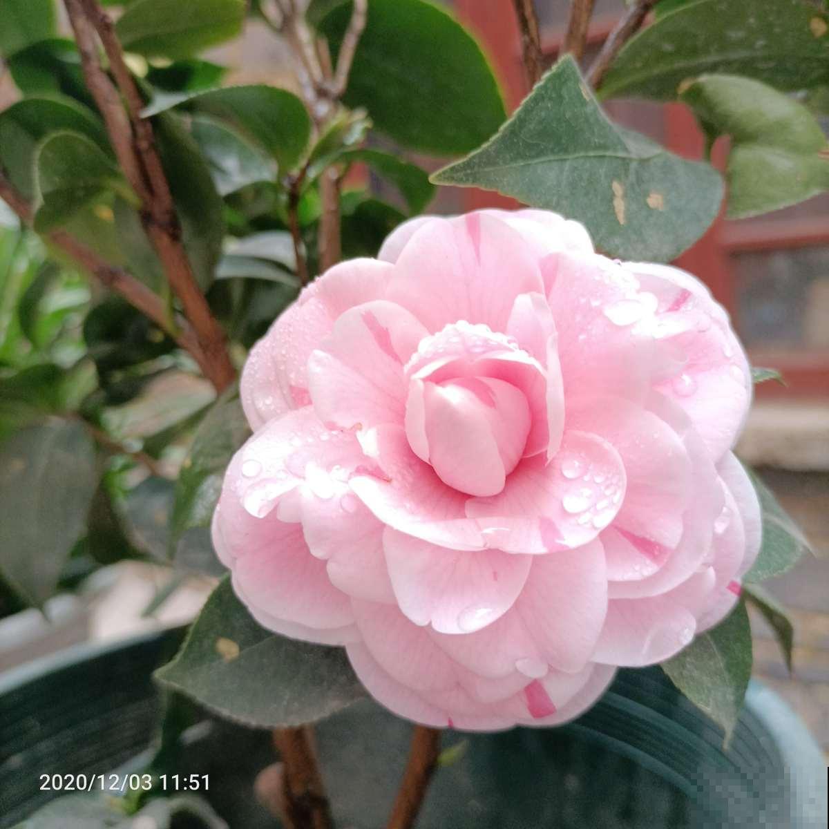 茶花越冷开花越多,但总是掉花苞,原来养护出现问题 茶花越冷开花越多,但总是掉花苞,原来养护出现问题