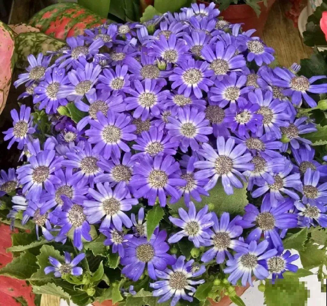 长寿花开完第一茬，赶紧剪掉，20天后又能开花