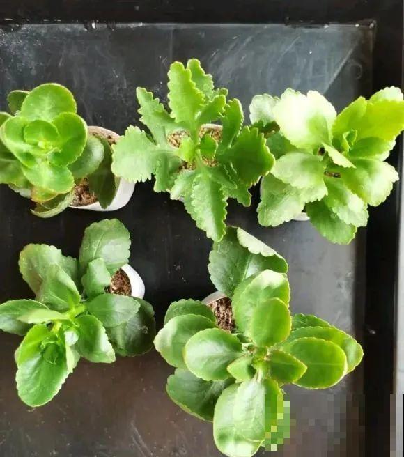 现在扦插超好活，剪根枝，捂3天，冒出狗牙根！