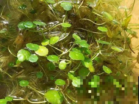 只需要种一次的花，年年疯长，除都除不尽