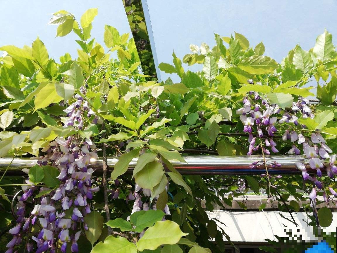 路边看到3种“树种子”，捡回家温水泡一泡，种花盆里变成值钱树