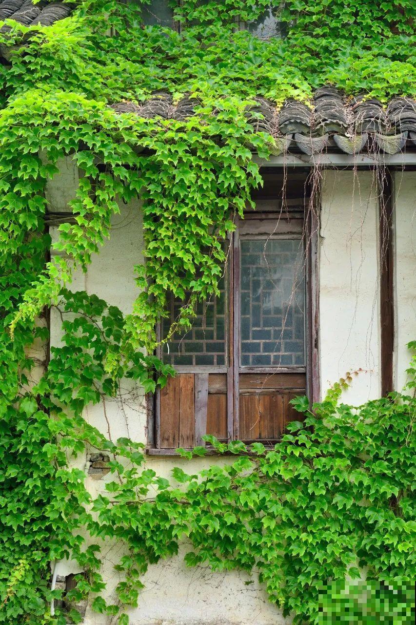 我想有一个,开满花的窗台,每天赏花! 我想有一个,开满花的窗台,每天赏花!