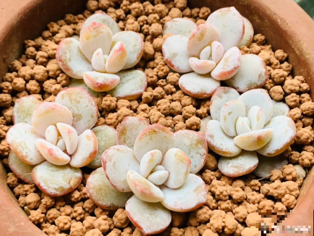 小阳台也能养多肉，一尺一寸，都是繁华！