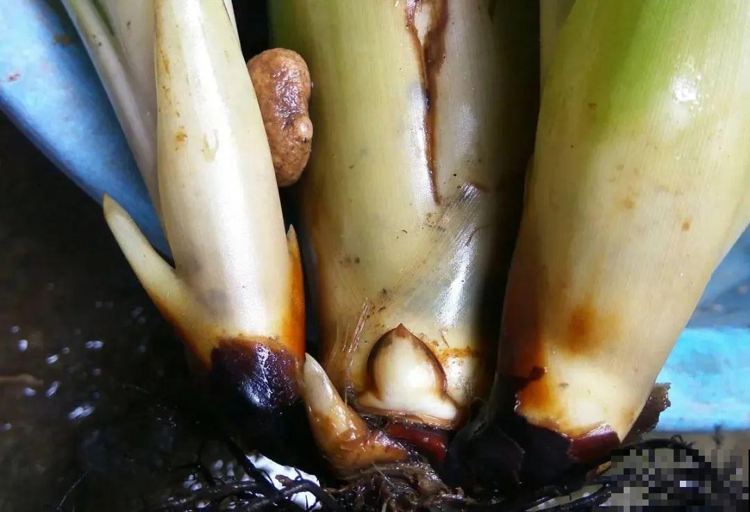 5种花就是一次性，开完花就扔，别浪费时间！