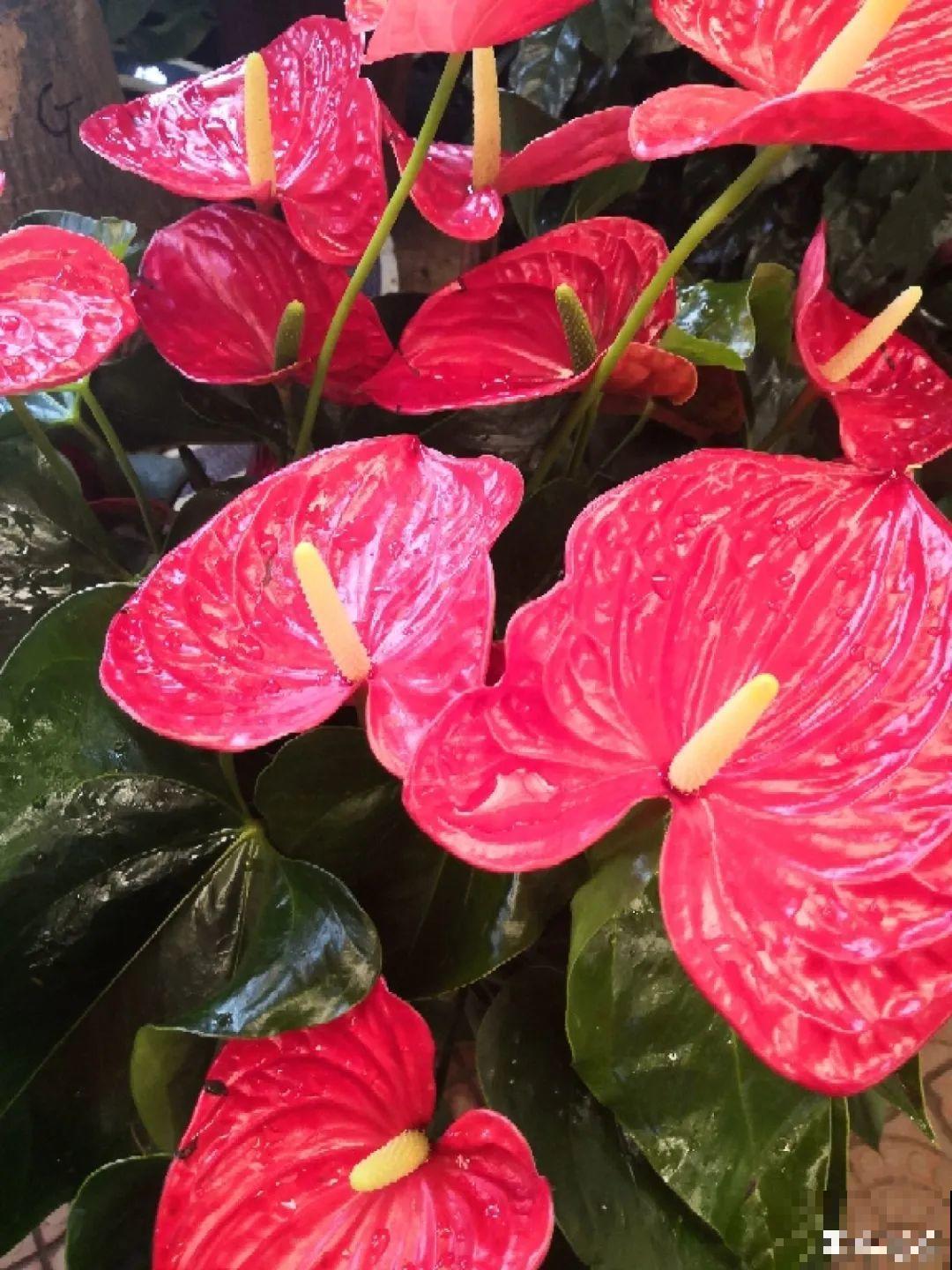 不同的花要摆在不同地方，摆对了才好看，摆错了看着糟心！