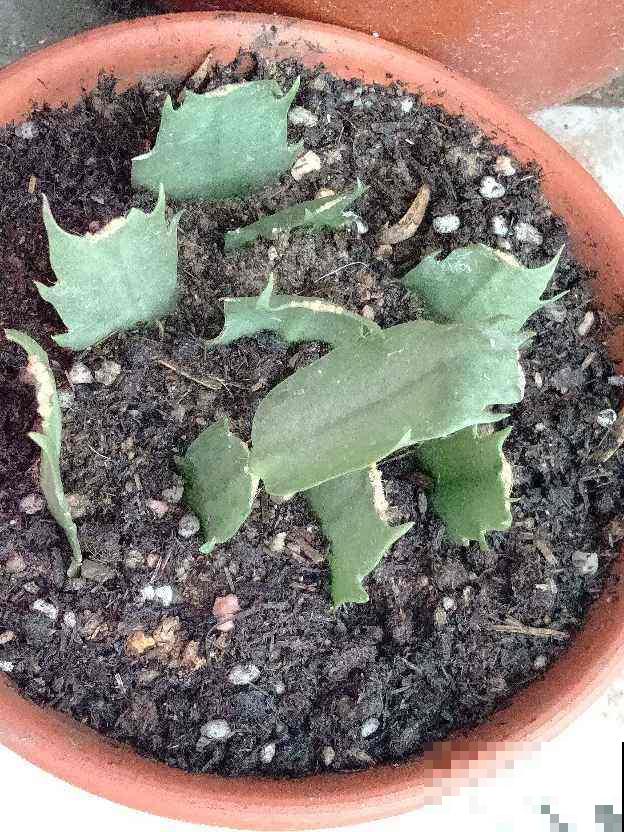 春天要给花换盆,尤其是这4种情况。早换盆植物长得好 春天要给花换盆,尤其是这4种情况。早换盆植物长得好