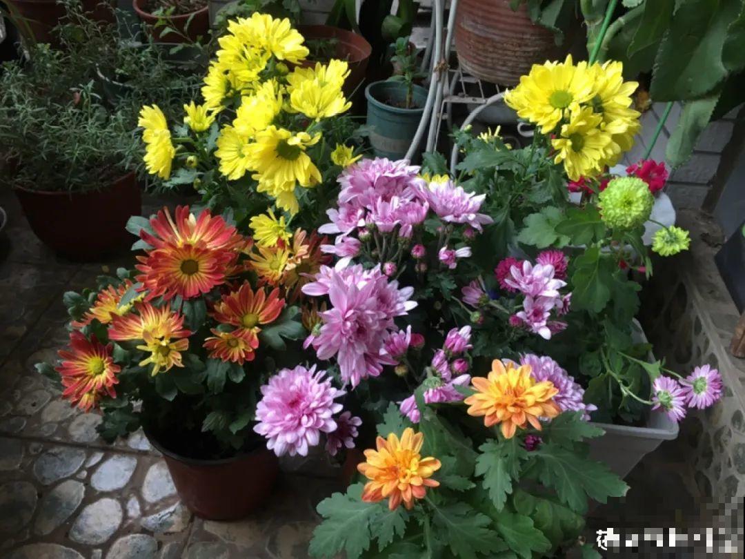 9种耐阴花，适合光照一般家庭，室内养也能开花！