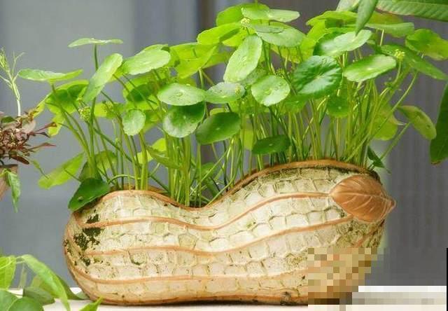 手把手教你在家种花生,学会再也不用买了,好吃又好看! 手把手教你在家种花生,学会再也不用买了,好吃又好看!