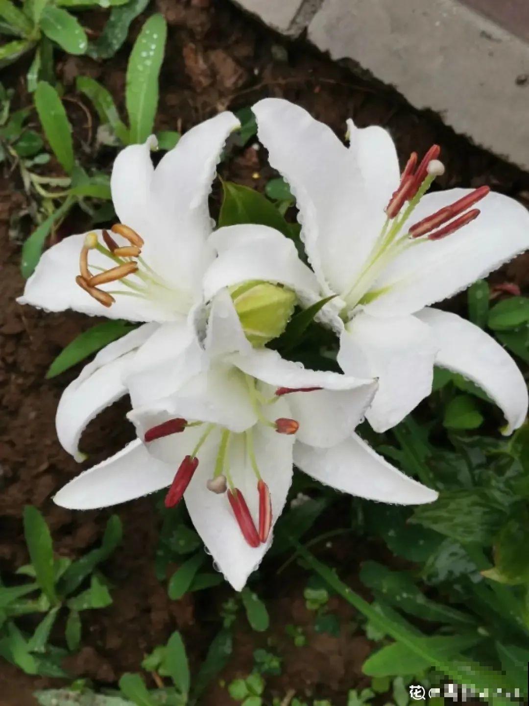 开花比脸大的百合，种下一个球，能爆一大窝球崽！