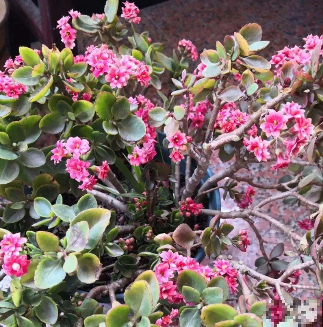 5种花养在小花盆里，只要养两年，就能变成老桩