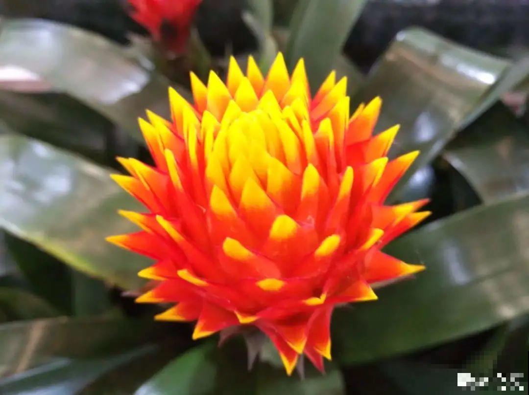 “短命”年宵花，买一盆枯一盆，太心疼