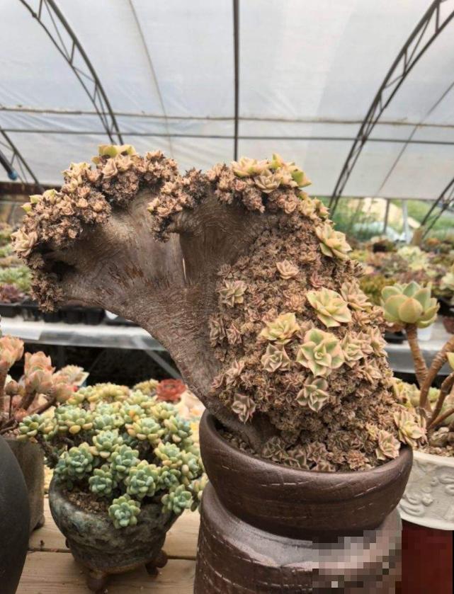 买多肉的3个“雷区”,新手一踩一个准,需谨慎! 买多肉的3个“雷区”,新手一踩一个准,需谨慎!