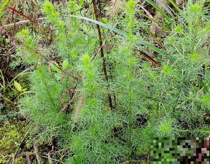 养这5种香草植物，好闻又好看，家里连香料都省了！