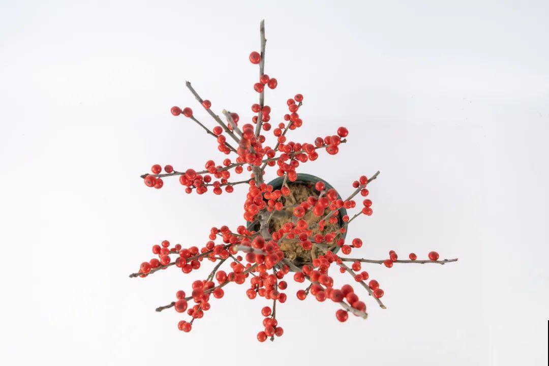 红红火火的过年花,开花特热闹,过年必备! 红红火火的过年花,开花特热闹,过年必备!