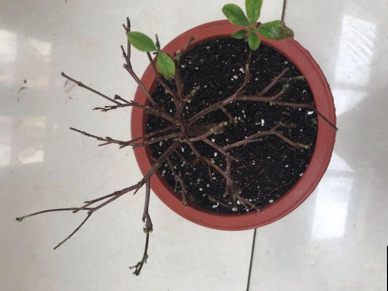 百合开花不是一次性，开完要施肥，1盆能生20盆