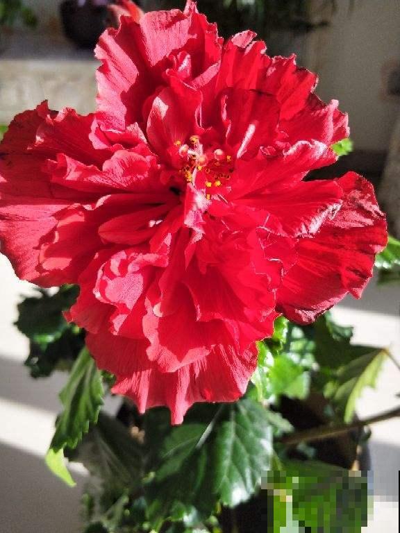 12星座幸运花,你是什么星座,最旺你的花就是它!(下篇) 12星座幸运花,你是什么星座,最旺你的花就是它!(下篇)