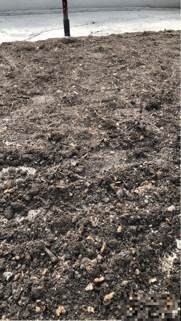 这5种动物粪便，居然是养花神器，越用花卉长得越旺！