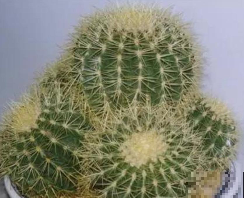 这5种仙人掌，随便一盆都好看好养，你喜欢哪一种？