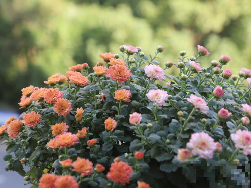 花市看到一盆花,一盆开了几十朵花,才只卖十几块钱! 花市看到一盆花,一盆开了几十朵花,才只卖十几块钱!