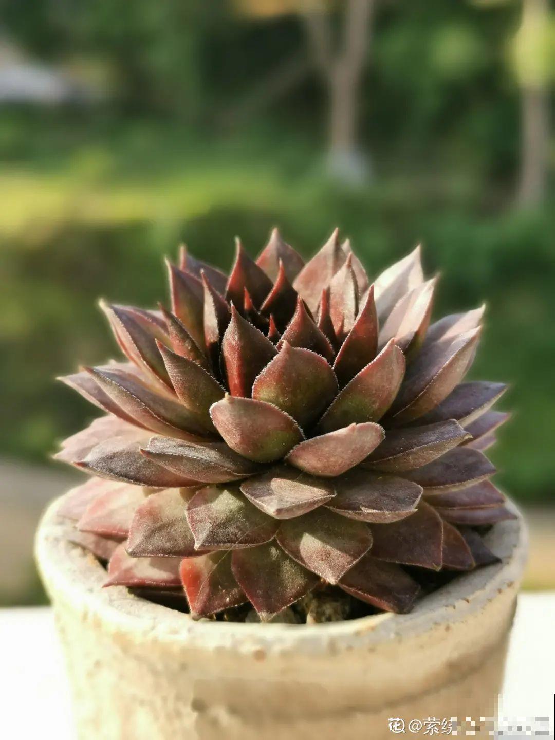 我在村里种多肉,盆盆状态美如画,城里人眼馋 我在村里种多肉,盆盆状态美如画,城里人眼馋