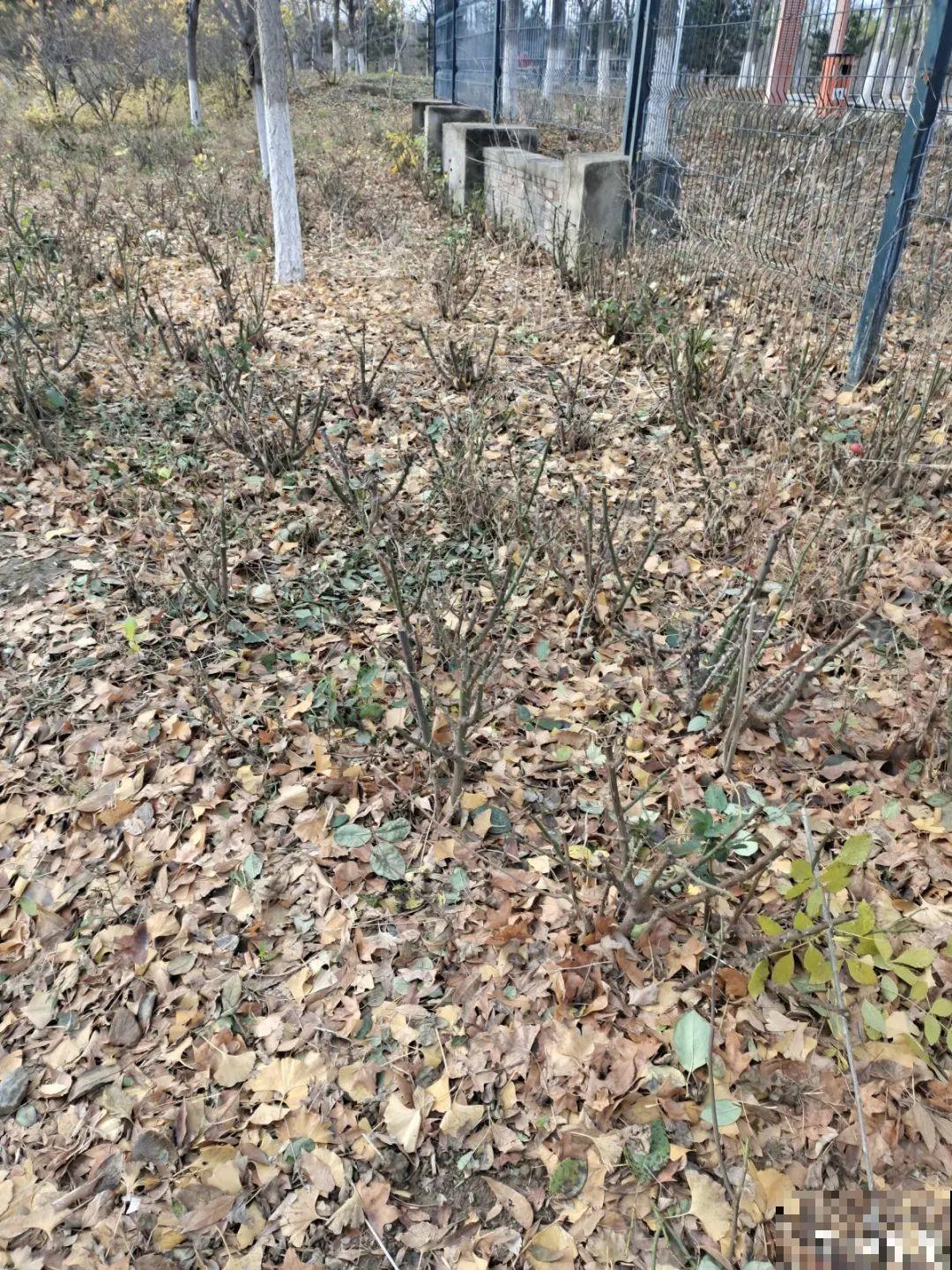 冬天太冷，花要及时保暖，才能安全越冬