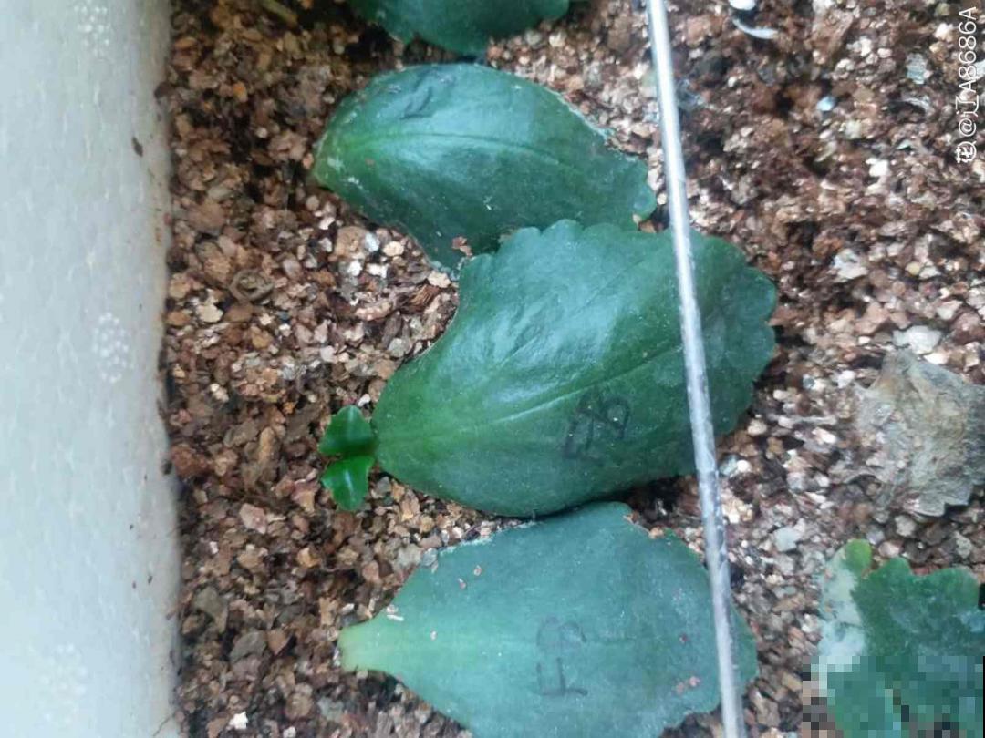 “过年花”开完，还能分10盆，每年都开花