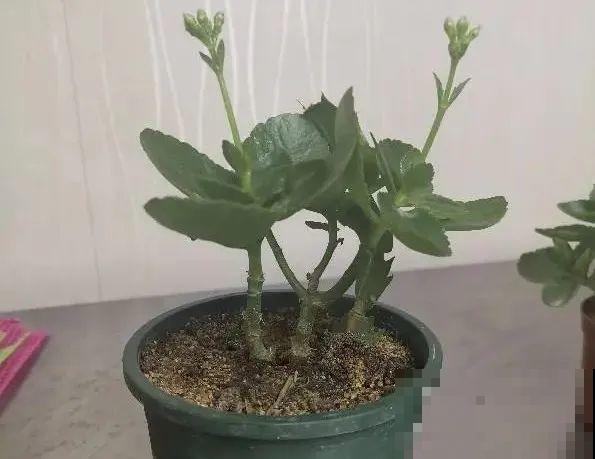 长寿花超全大养护，养爆盆的秘密，全在这里！