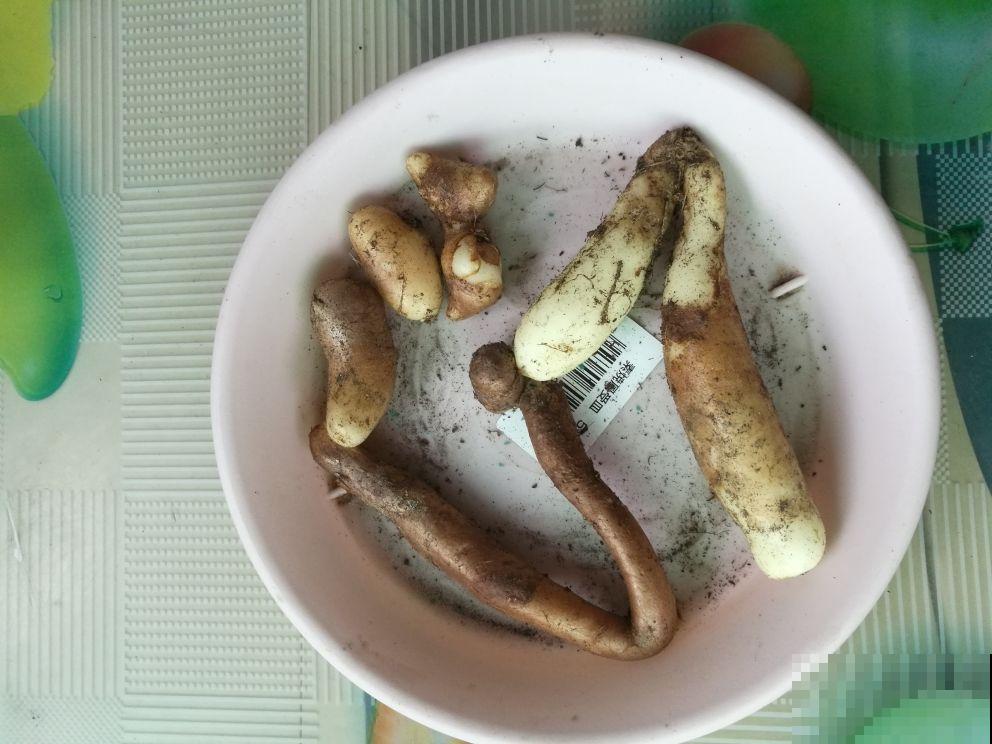 春天养盆“火焰”花，开花红红火火，一年都旺运